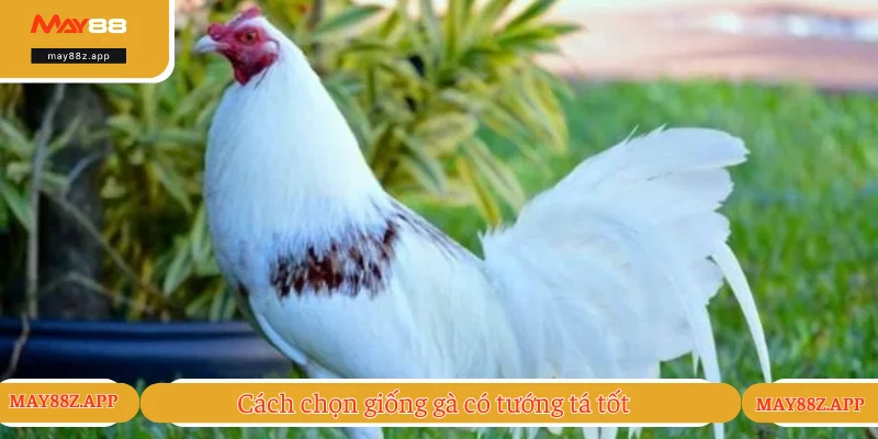 Cách Chọn Tướng Gà Đá - Cẩm Nang Xem Gà Chất Lượng 2025 2 Cách chọn tướng gà đá từ giống tốt