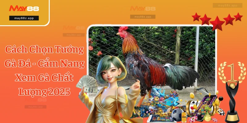 Cách Chọn Tướng Gà Đá - Cẩm Nang Xem Gà Chất Lượng 2025 4 Cách Chọn Tướng Gà Đá - Cẩm Nang Xem Gà Chất Lượng 2025