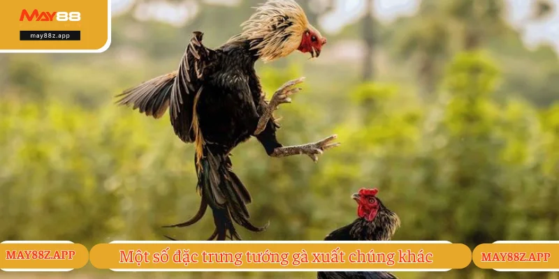 Cách Chọn Tướng Gà Đá - Cẩm Nang Xem Gà Chất Lượng 2025 3 Những thế mạnh khác của chiến kê tốt