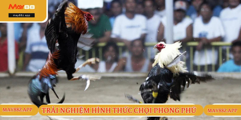 Đá Gà Philippines - Trận Đối Kháng Mãn Nhãn Và Đỉnh Cao 2 Các hình thức tranh đấu đỉnh cao và ấn tượng