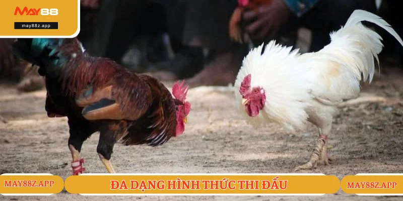 Đá Gà Thomo - Cá Cược Thỏa Thích, Kiếm Tiền Đầy Ví 2 Hình thức tranh tài siêu mãn nhãn và hấp dẫn