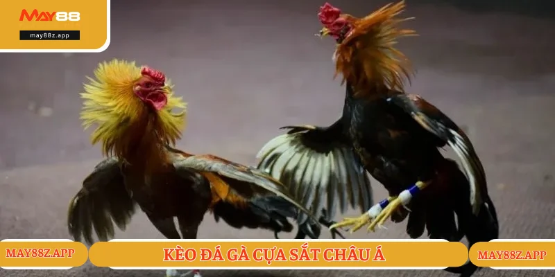 Kèo Đá Gà Cựa Sắt - Cách Chọn Tỷ Lệ Cược Thông Minh 2 Kèo chấp châu Á đỉnh cao và dễ thắng