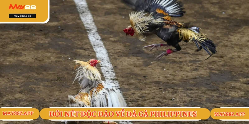 Đá Gà Philippines - Trận Đối Kháng Mãn Nhãn Và Đỉnh Cao 1 Đôi điều thú vị về đá gà Philippines